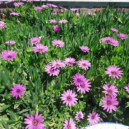 Bells モーテル *