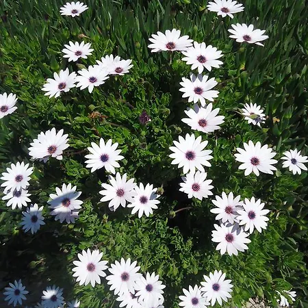 Bells モーテル セェフェリヒサール