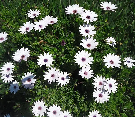 Bells Мотель Сеферихисар